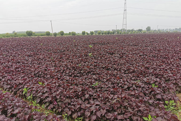 安國紫蘇基地